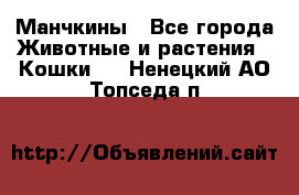 Манчкины - Все города Животные и растения » Кошки   . Ненецкий АО,Топседа п.